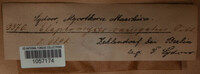 Elaphomyces muricatus image